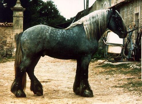 Poitevin Horse (Mulassier)